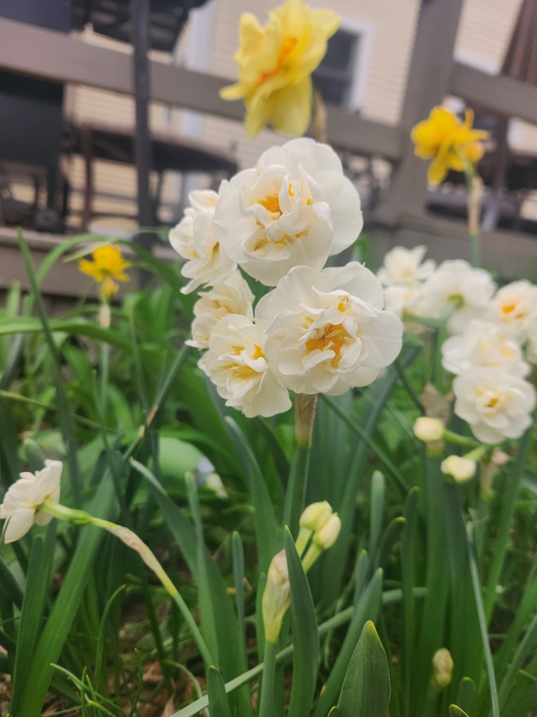 daffodils - narcissus bridal crown
