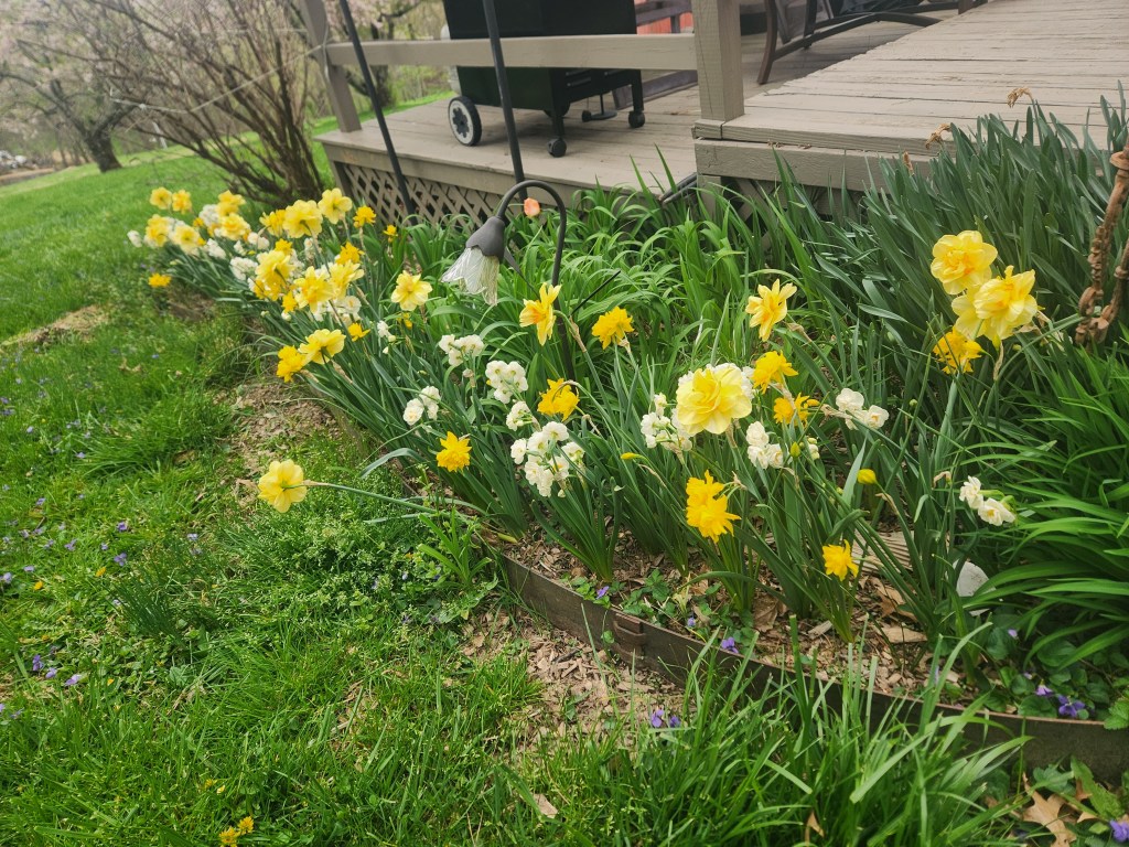 daffodils - narcissus bridal crown and tahiti