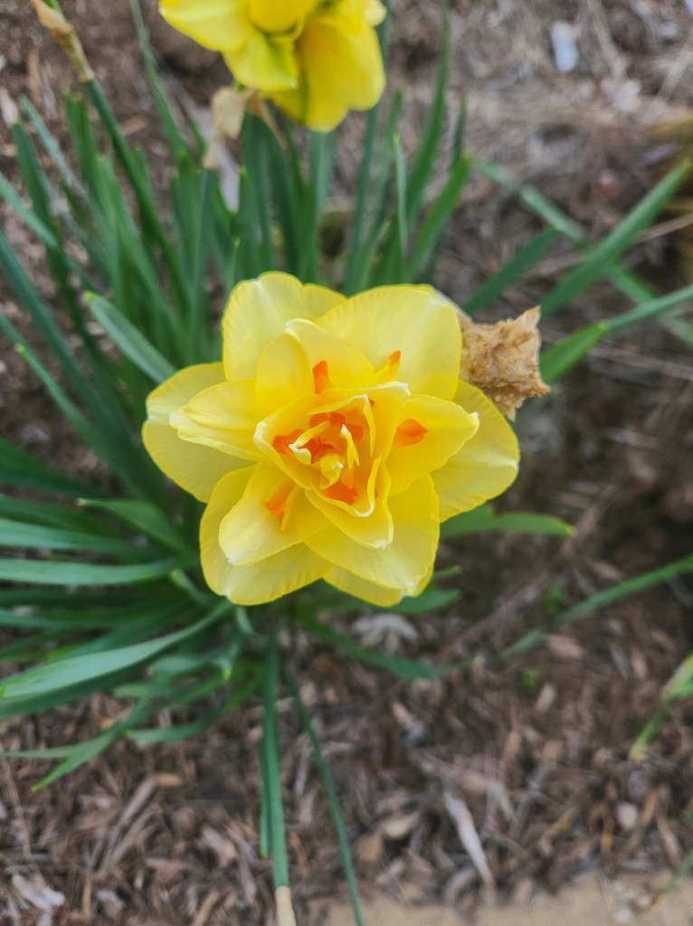 daffodils - narcissus tahiti