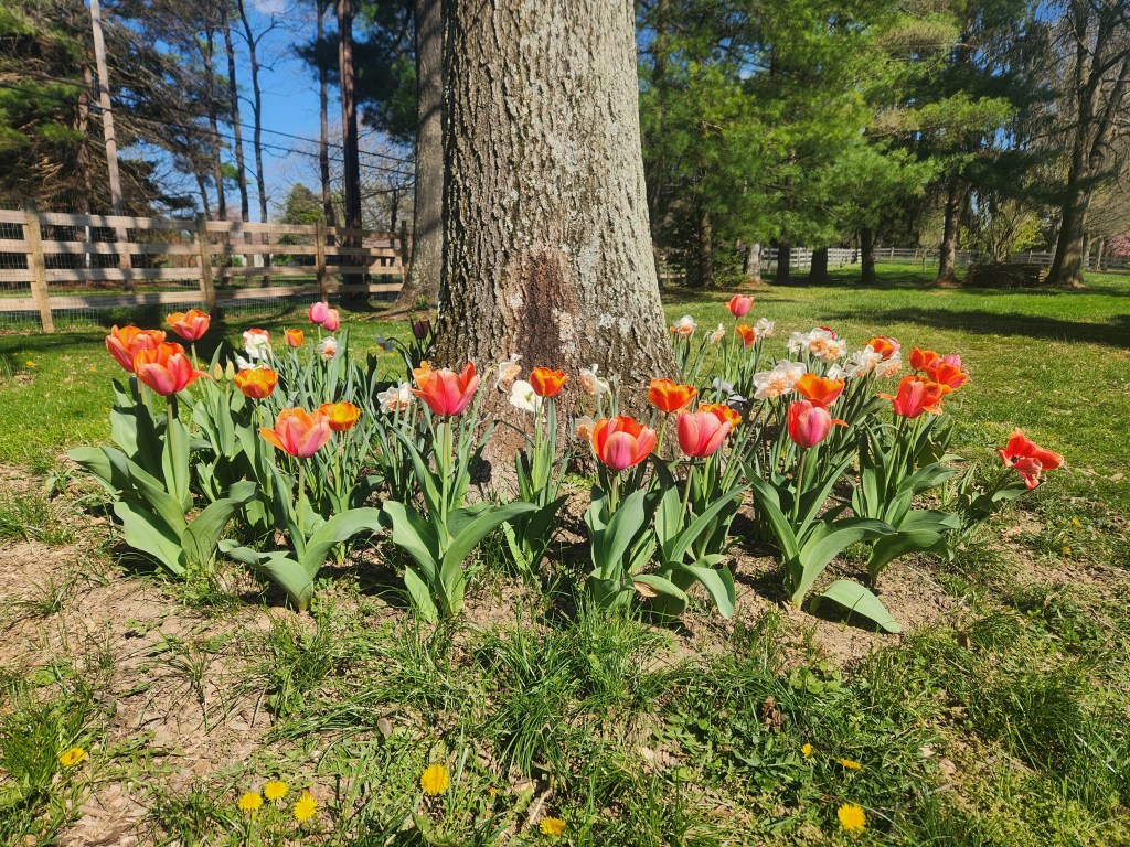 tulips - apeldoorns elite and apricot impressions