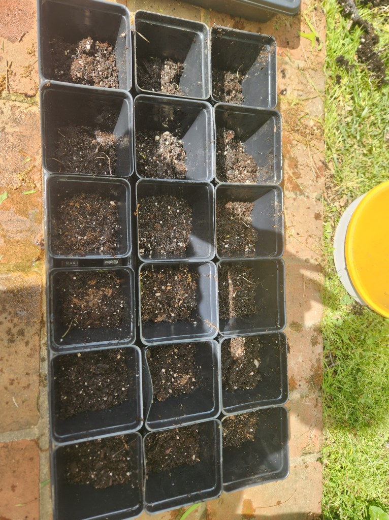 fill containers with potting medium