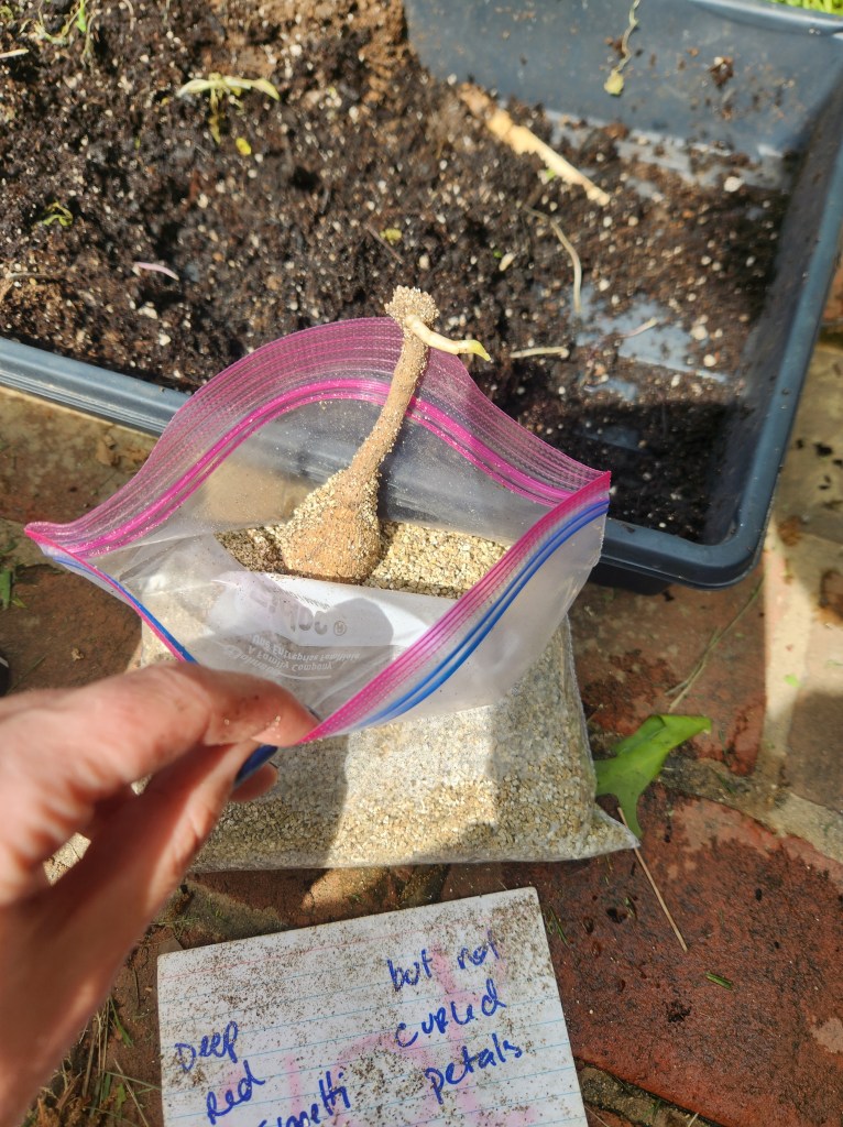 removing dahlia tubers from winter storage