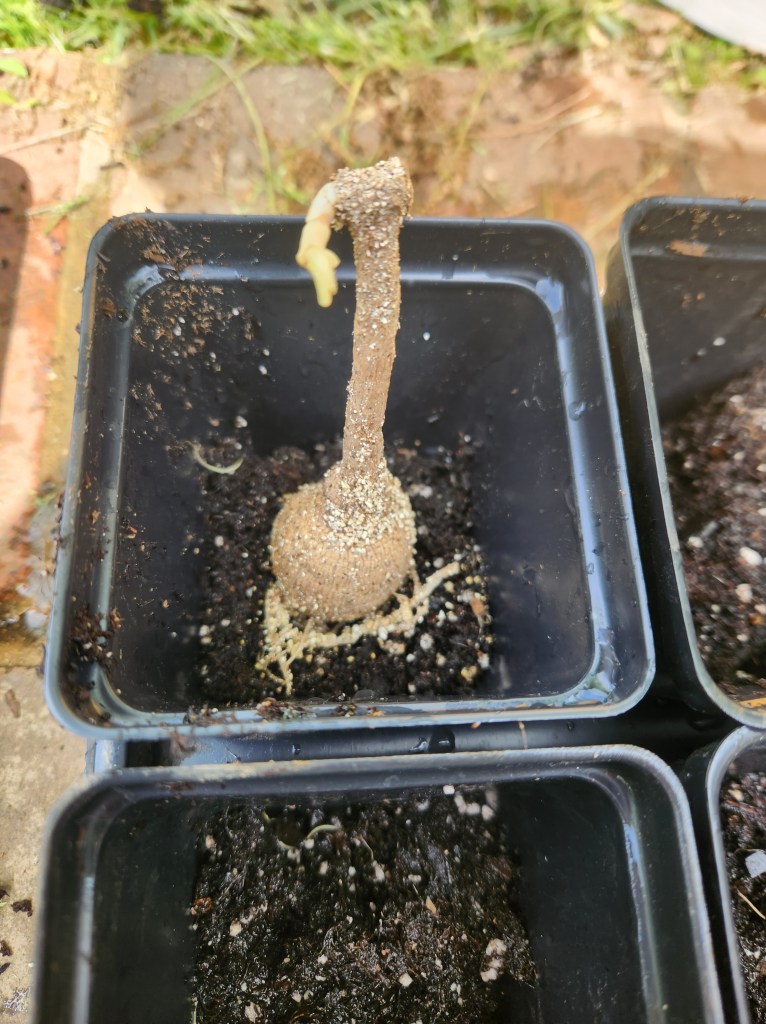 dahlia tuber potted with neck and eye pointed up