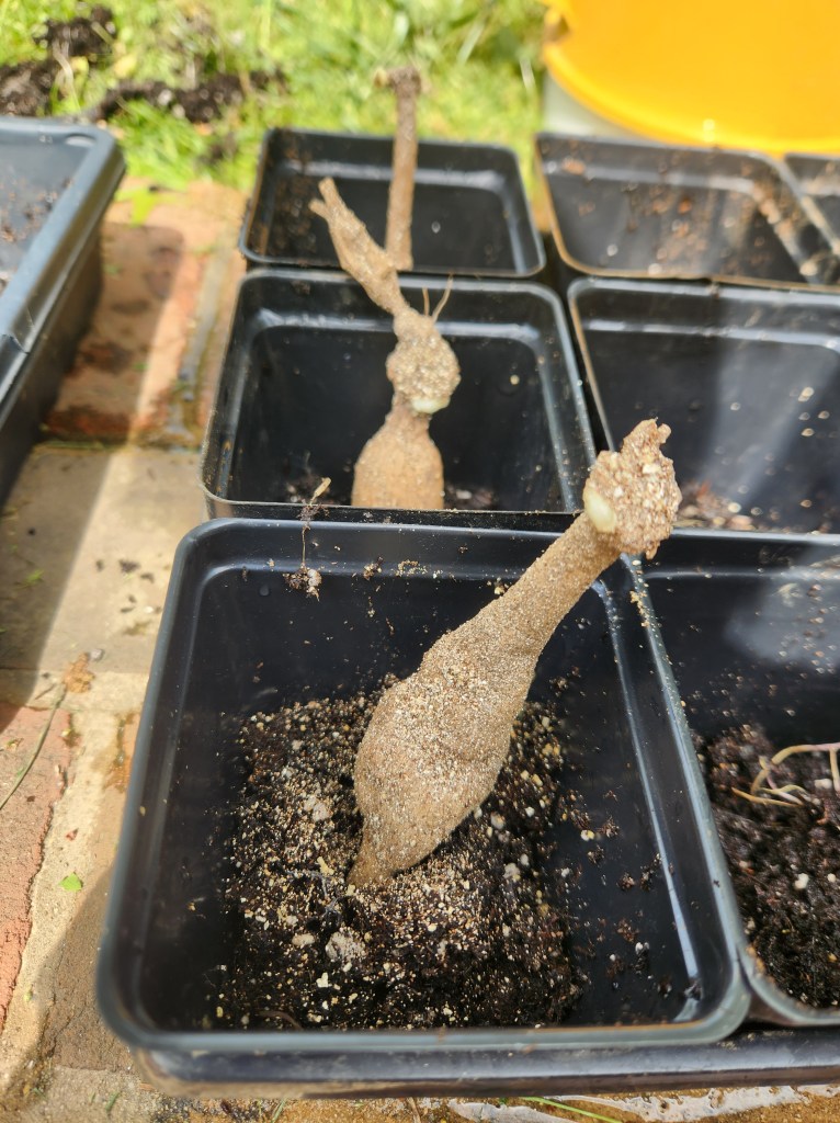 dahlia tubers potted with neck and eye pointed up