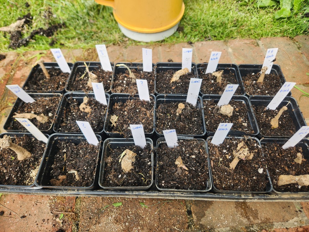 18 dahlia tubers potted and labeled