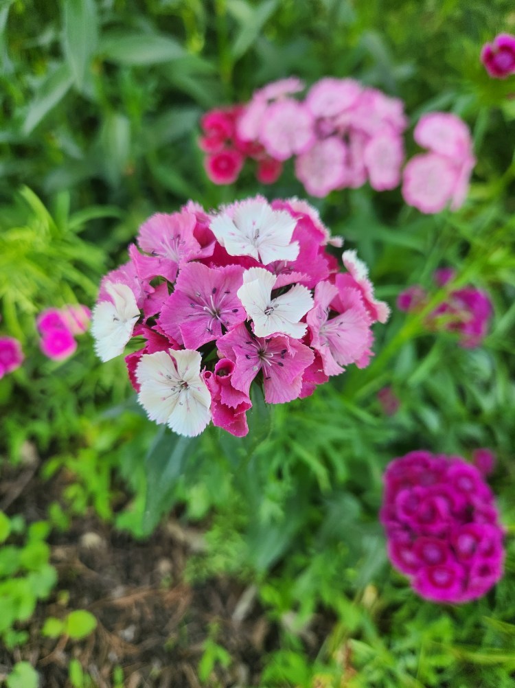 sweet william flower