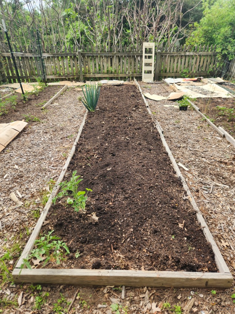 Dahlia Bed for Planting