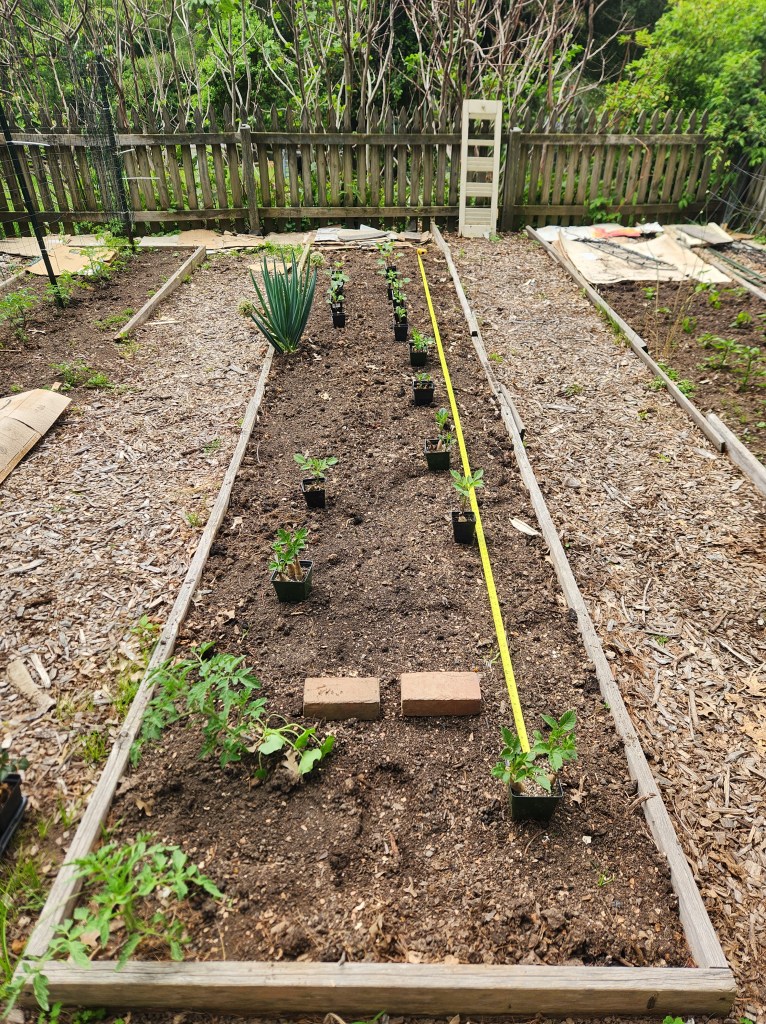 Dahlia Bed prepped for spacing with tape measure