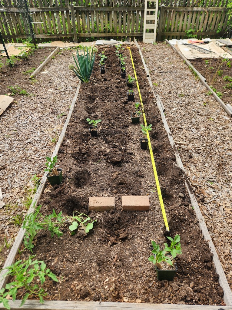 Dahlia Bed with all holes dug next to tape measure
