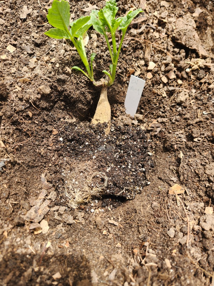 Dahlia Tuber in hole