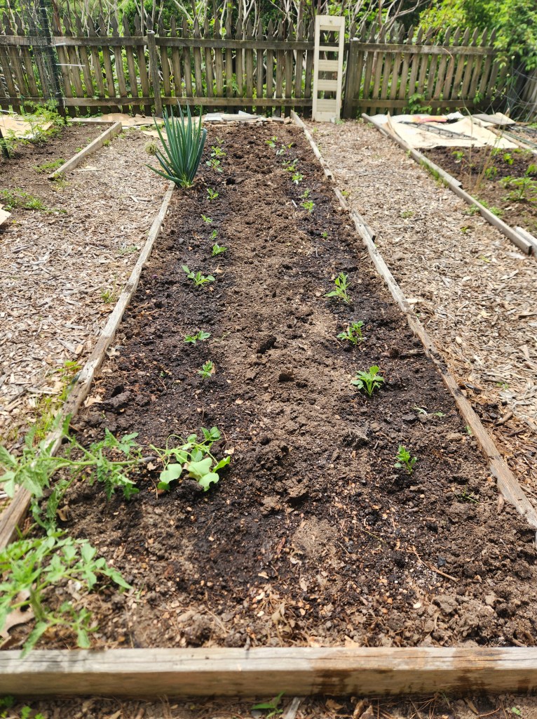 Dahlia Bed with all tubers planted