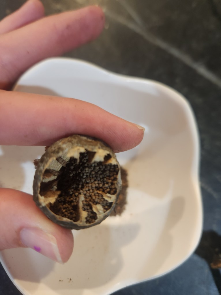 dried poppy flowers being gently opened for seed saving