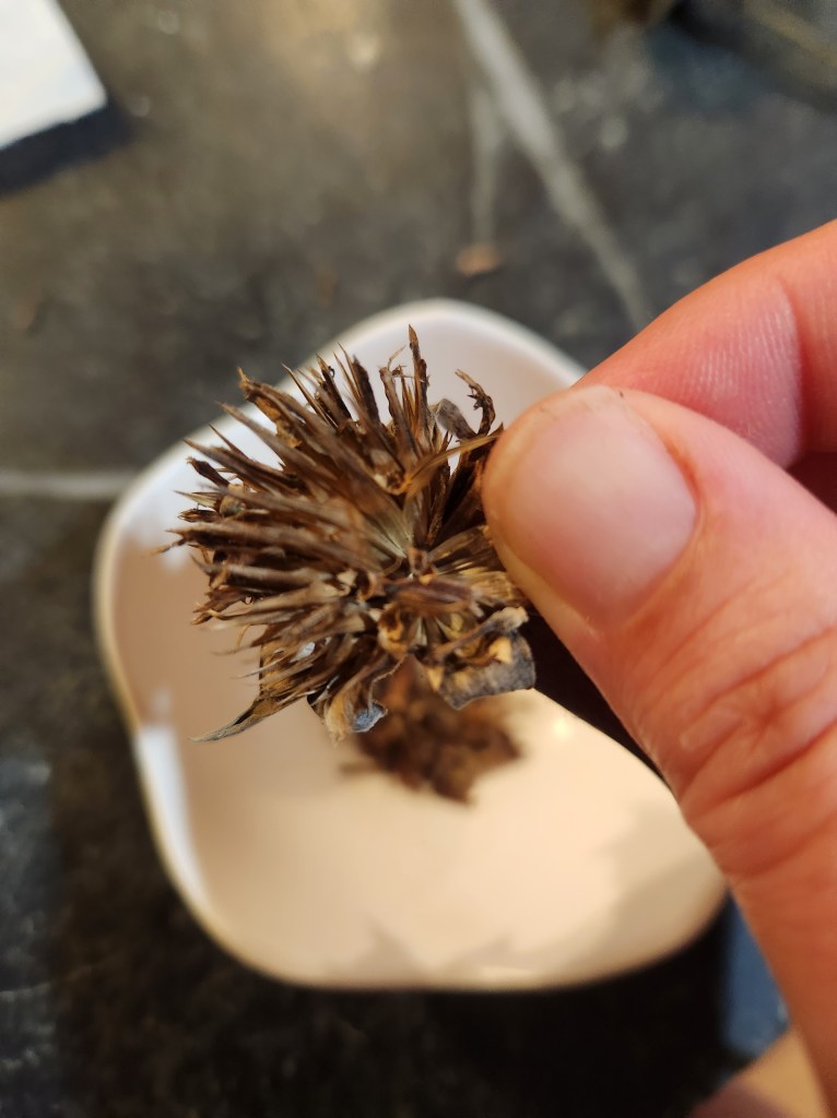 Mexican sunflower head with seeds being gently loosened