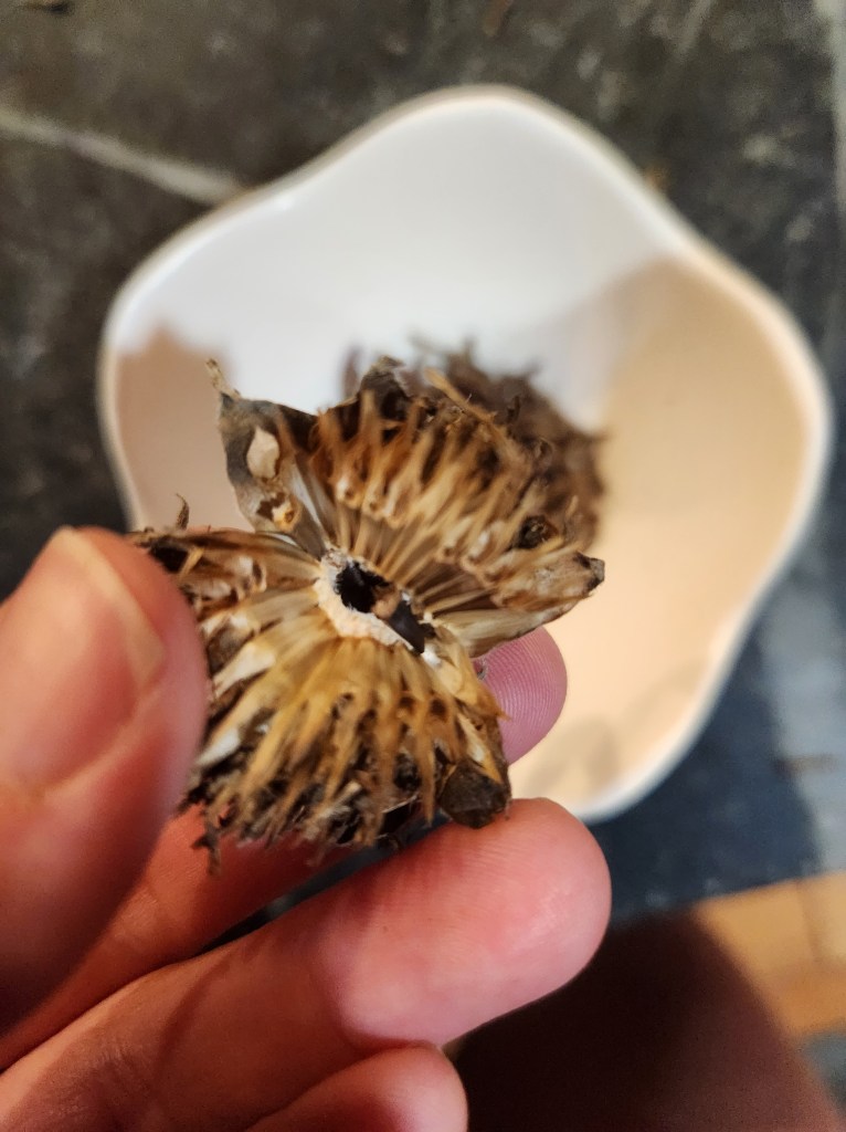 Mexican sunflower head with seeds gently loosened