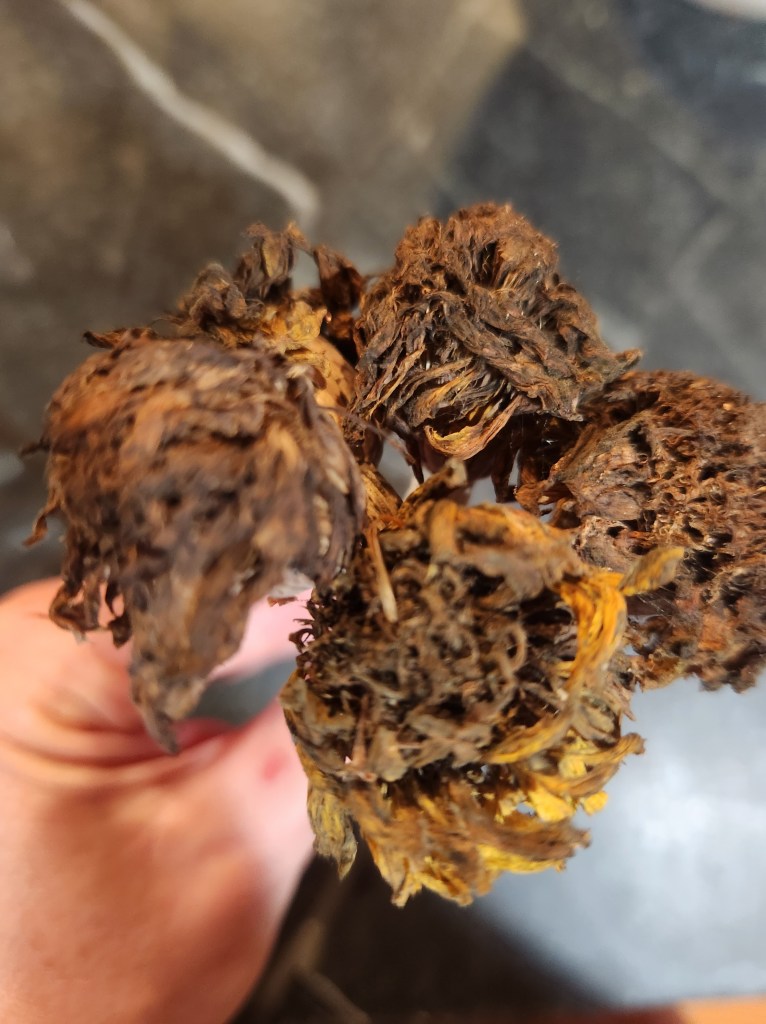 Dried Marigold blooms