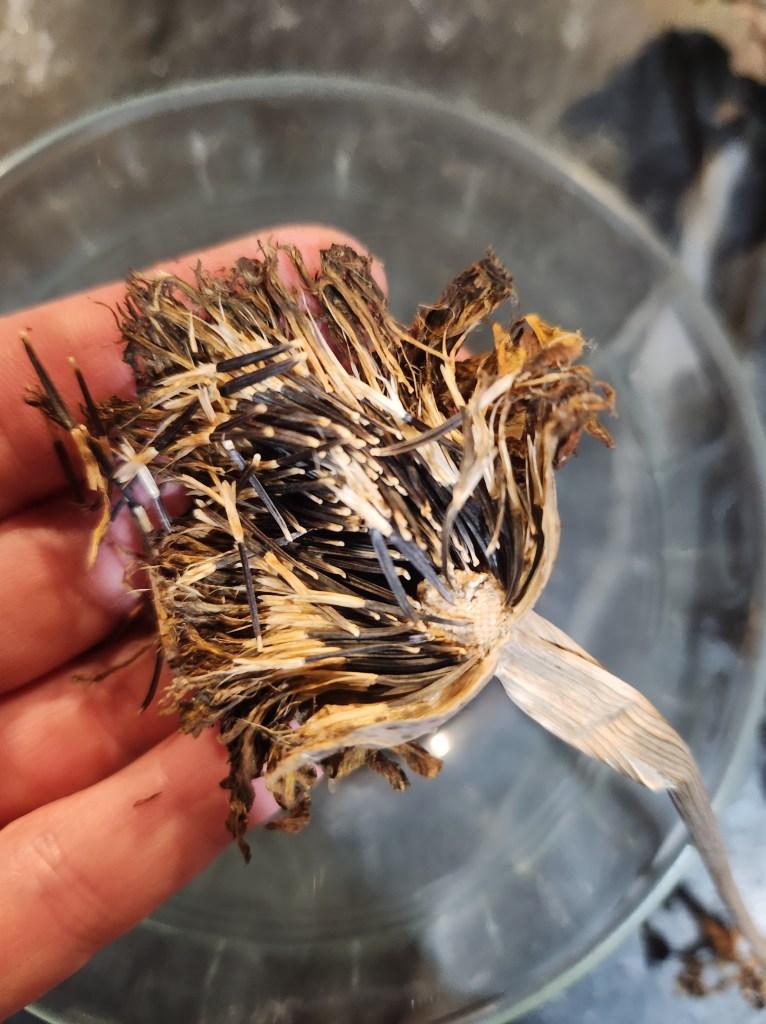 marigold bloom with seeds exposed