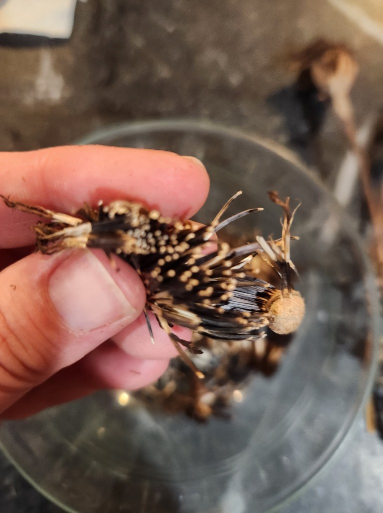 Dried marigold seeds