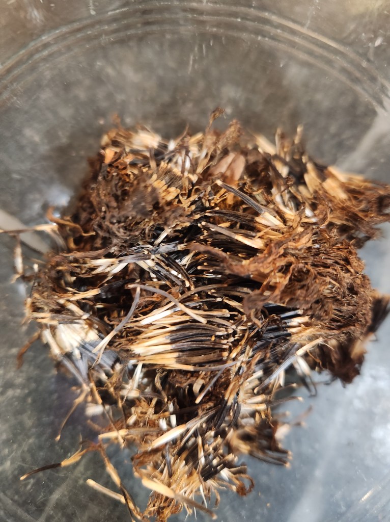 Collected marigold Seeds