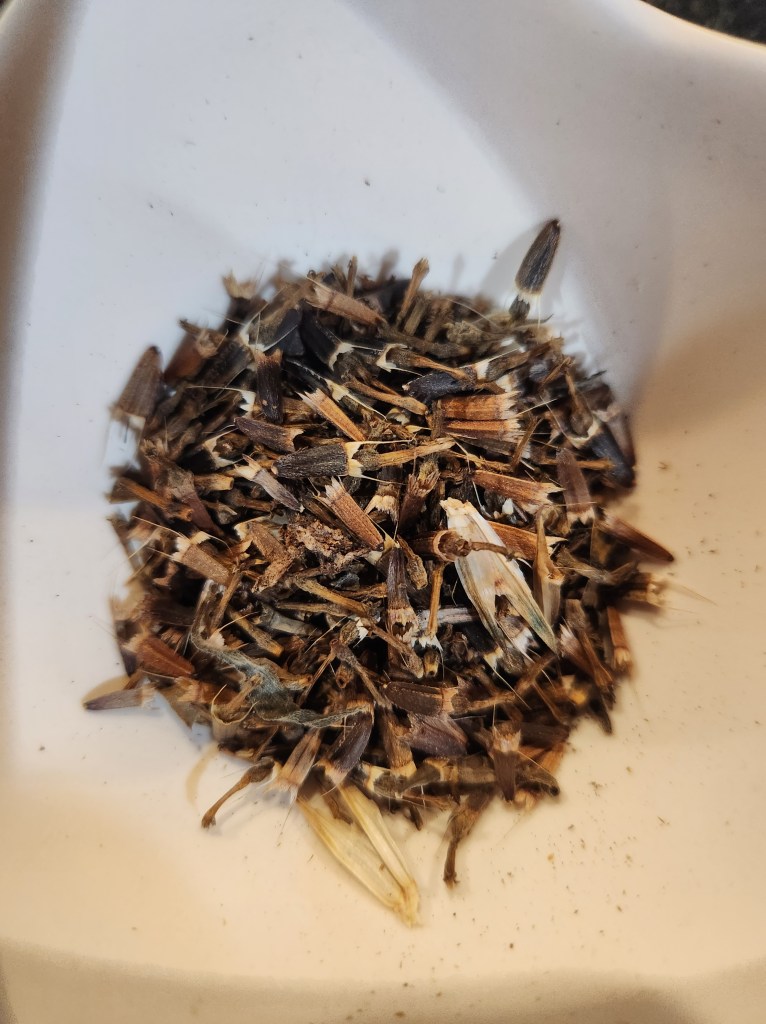 Collected Mexican sunflower seeds