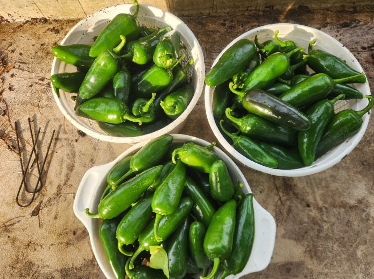 three baskets of jalapenos freshly picked from the garden