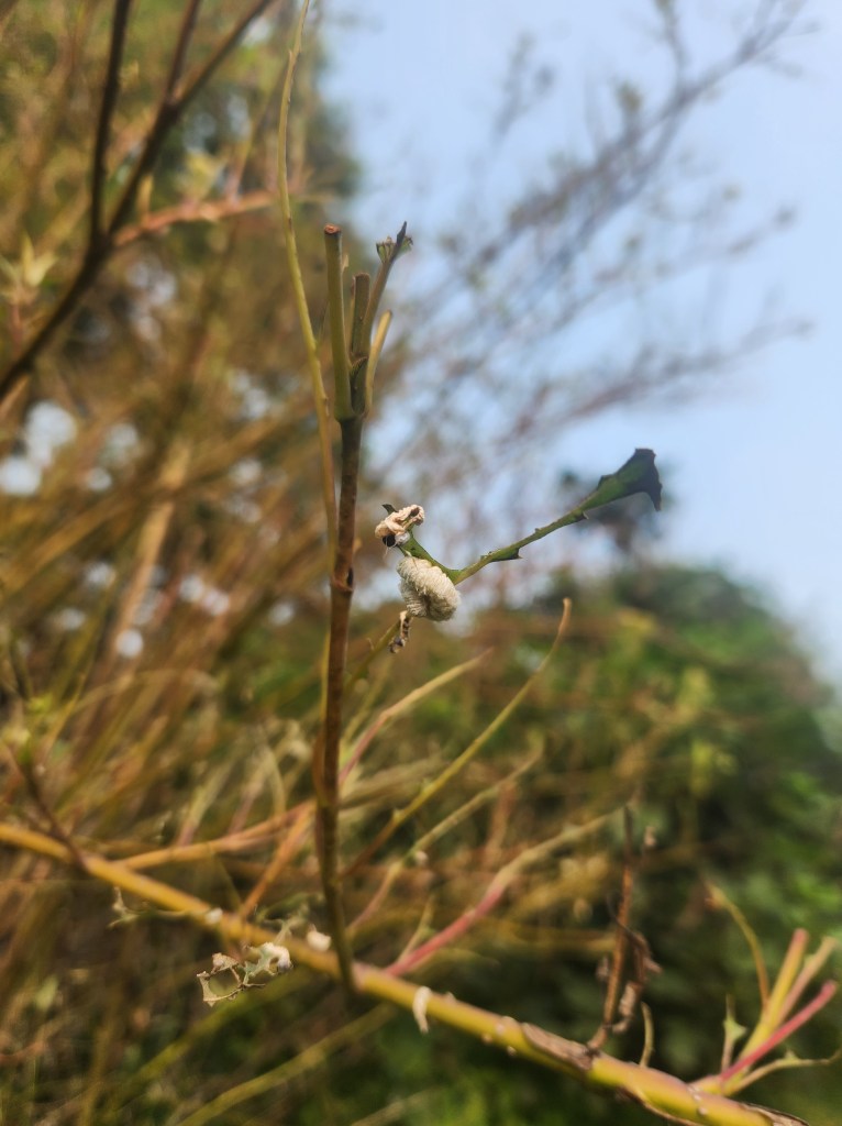 curled up white caterpillar on stem of leaf