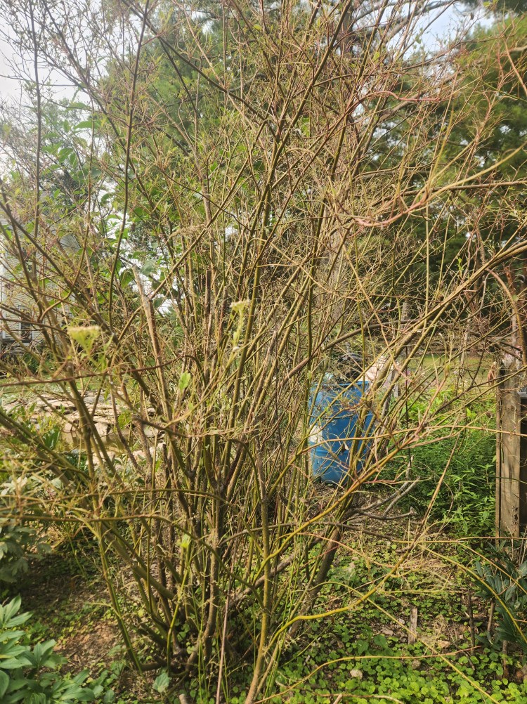 bush with no leaves that have all been eaten by white caterpillars