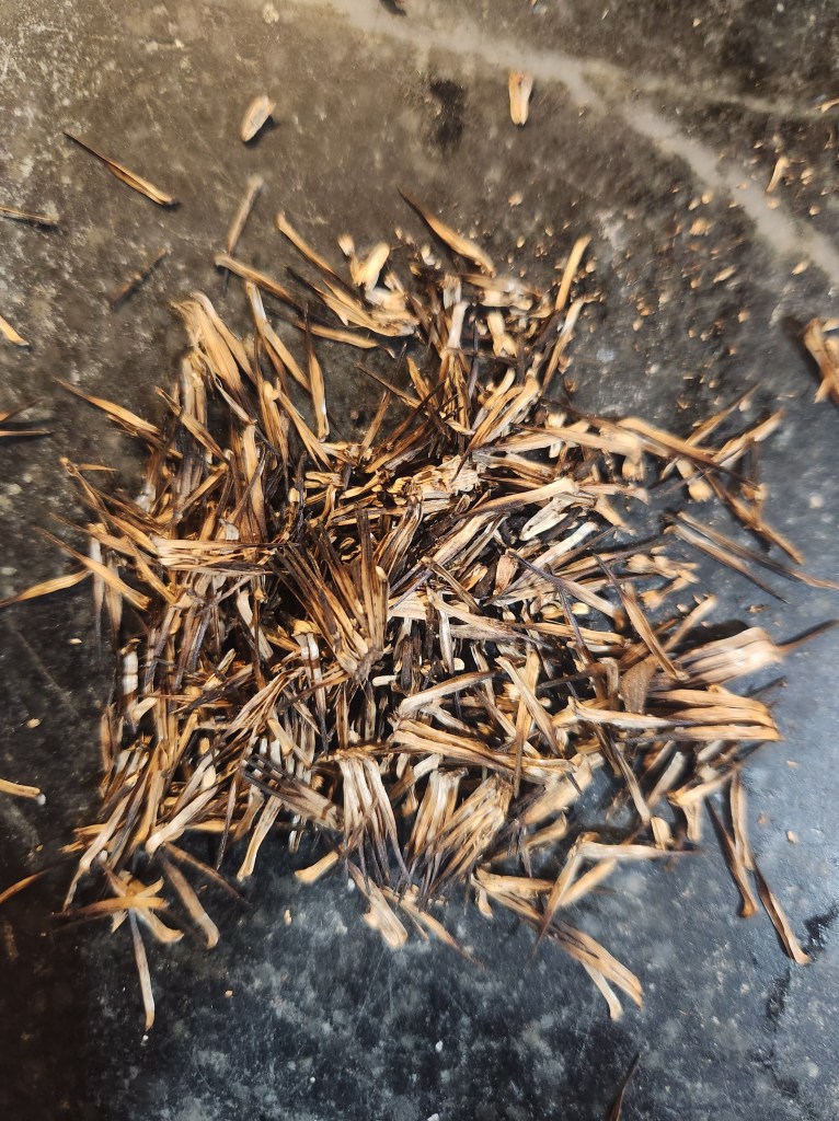 Echinacea seeds collected