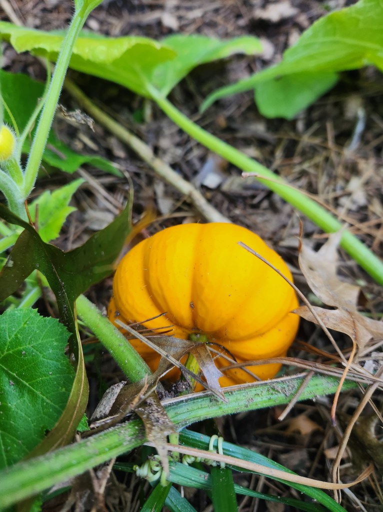 mini pumpkin growing in my landscaping
