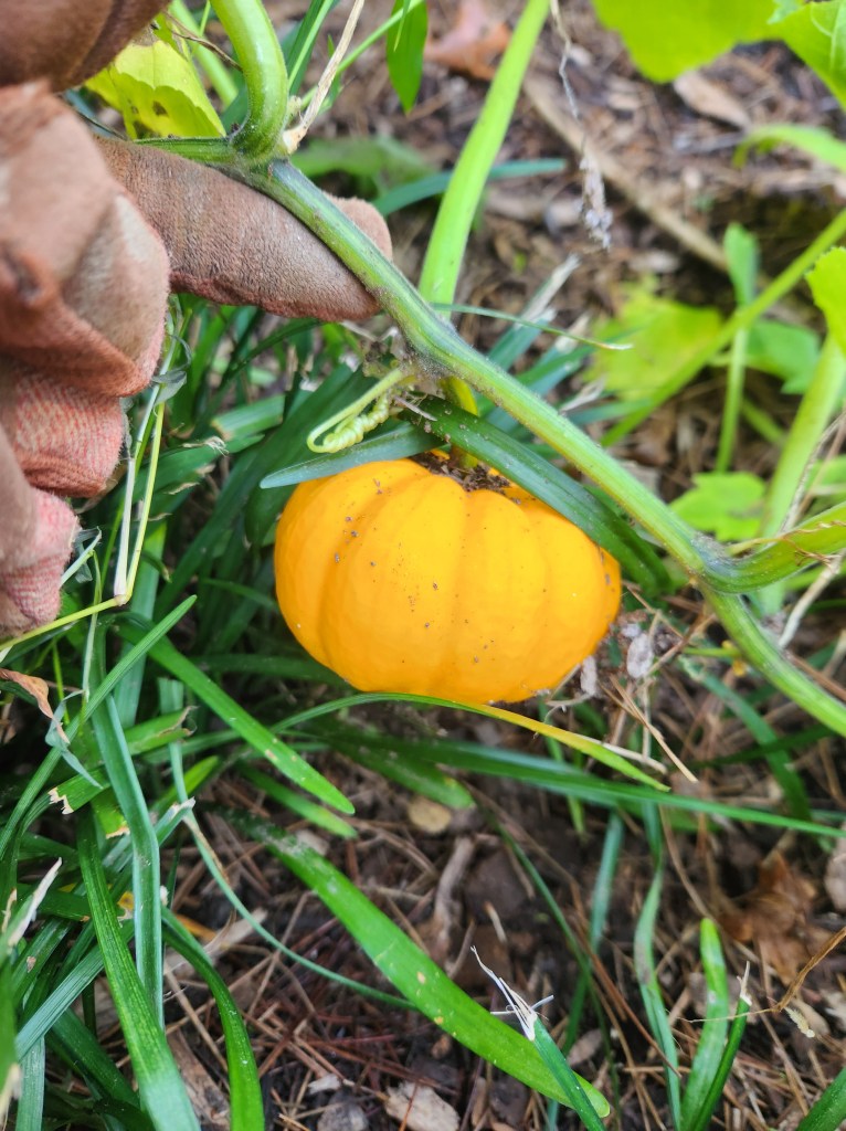 mini pumpkin growing in my landscaping