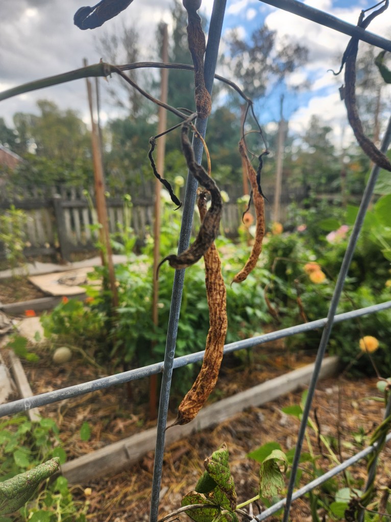 Dried Green Bean Pods hanging from the trellis