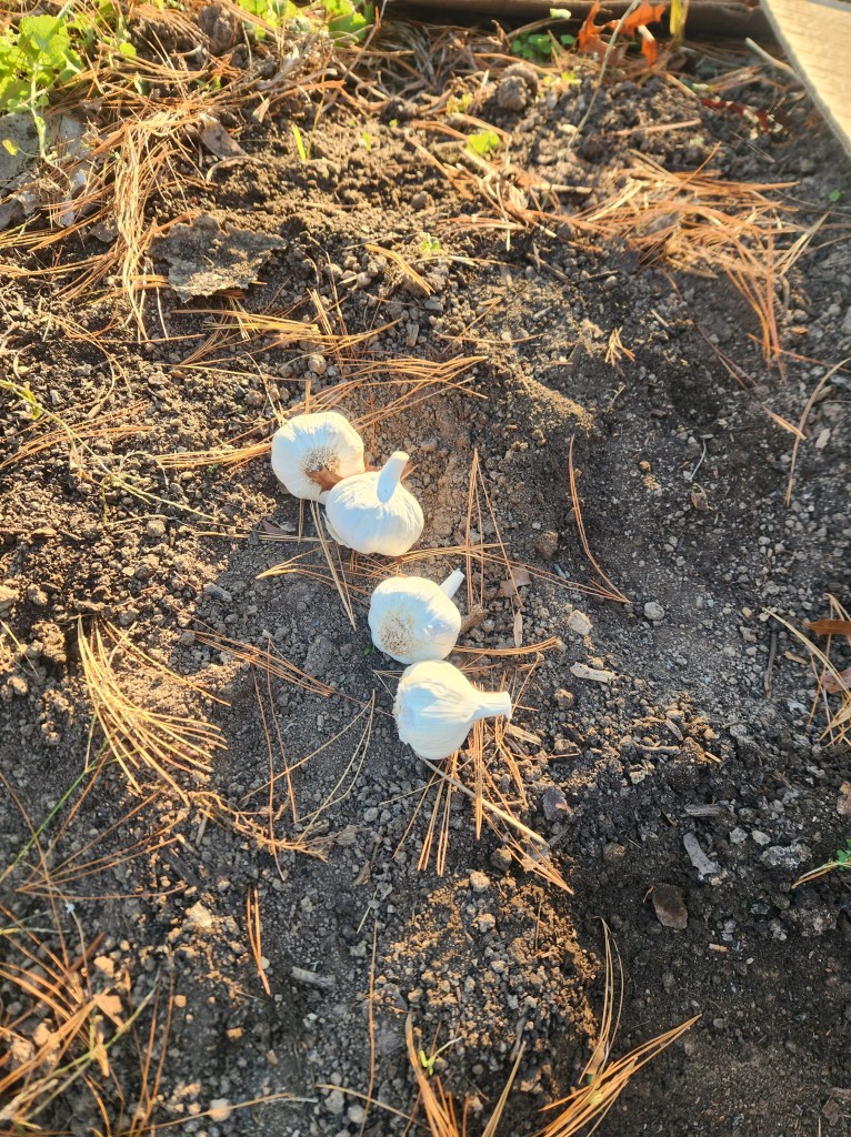 four heads of garlic