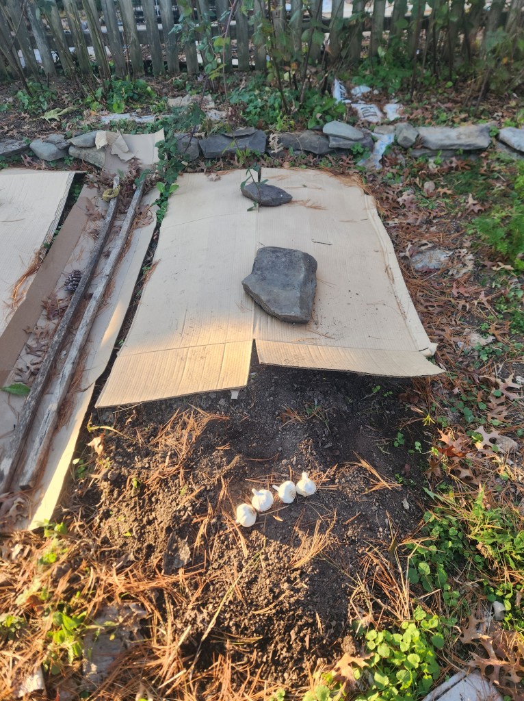 Garden bed covered with cardboard