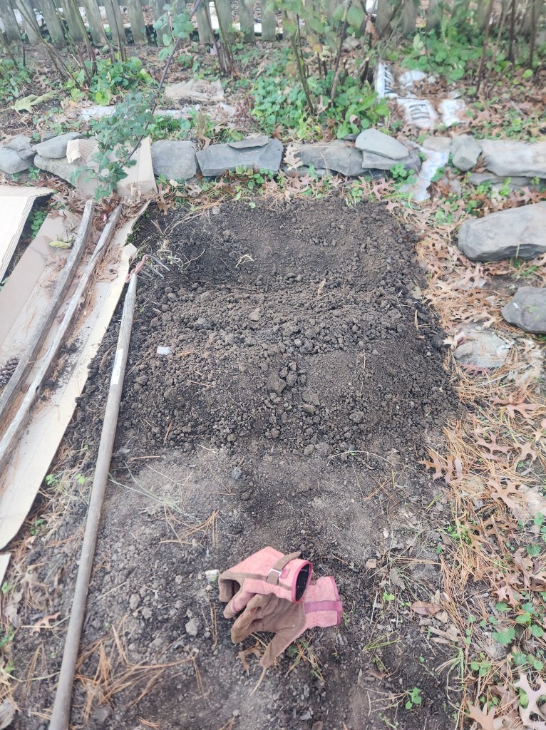 Trench dug for garlic clove planting