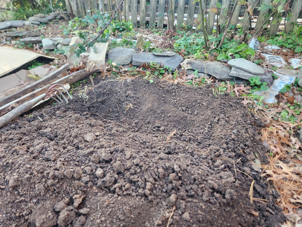 Trench dug for garlic clove planting
