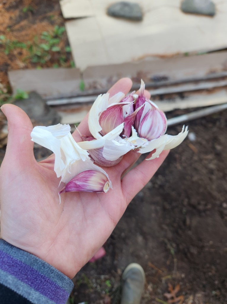Separating garlic cloves