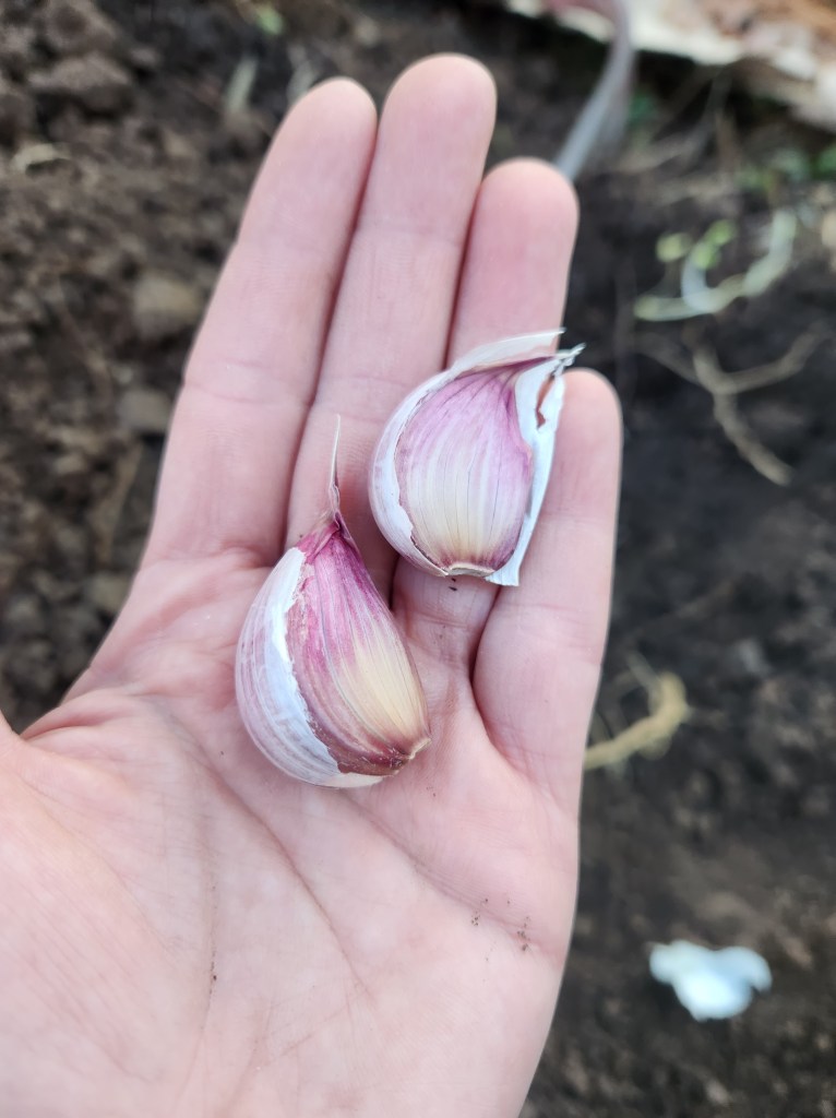 Garlic cloves separated for planting