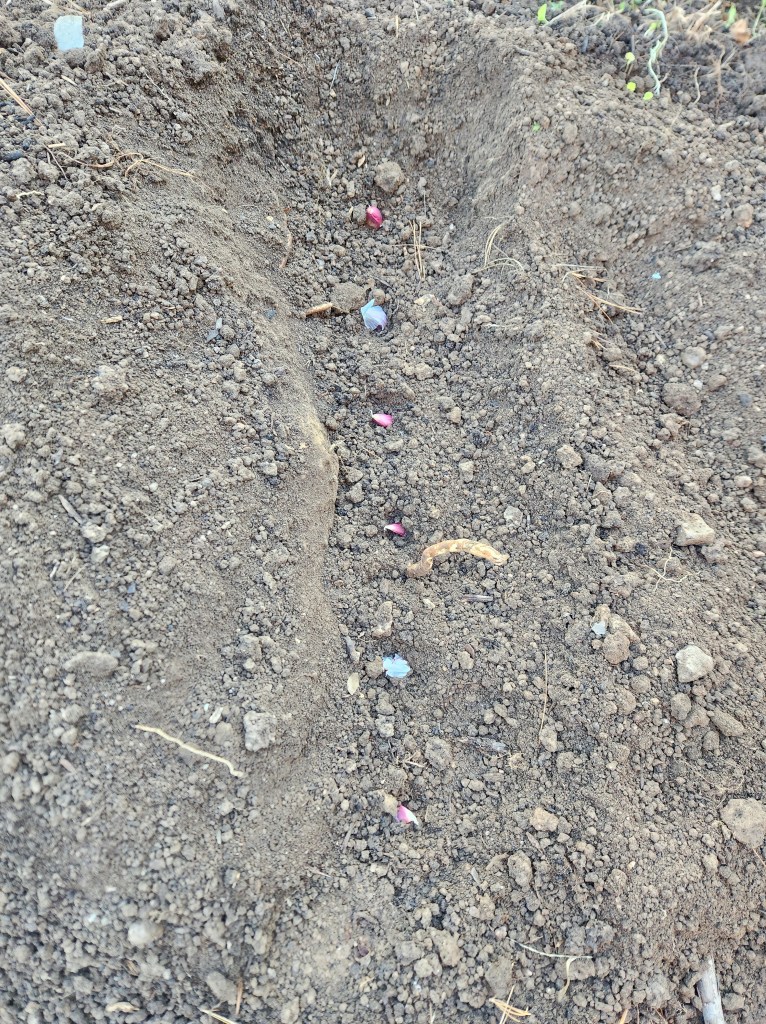 6 Garlic cloves planted in trench