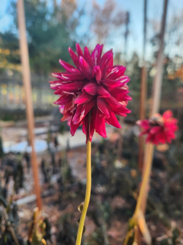 Burgundy dahlia after first frost